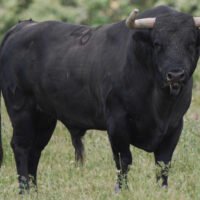 Así son los toros de Victoriano del Río para Talavante y Roca Rey en Ciudad Real