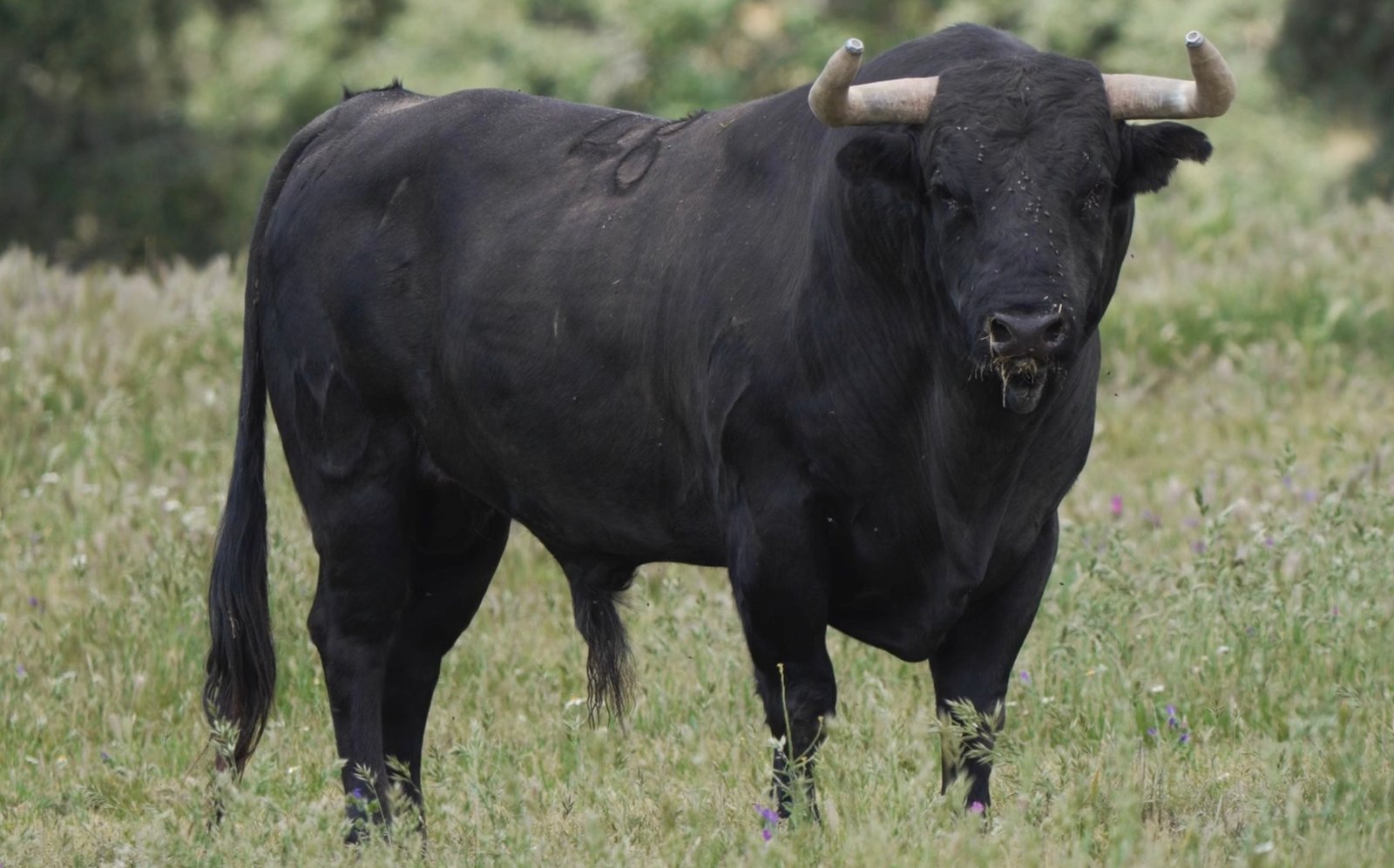 Así son los toros de Victoriano del Río para Talavante y Roca Rey en Ciudad Real