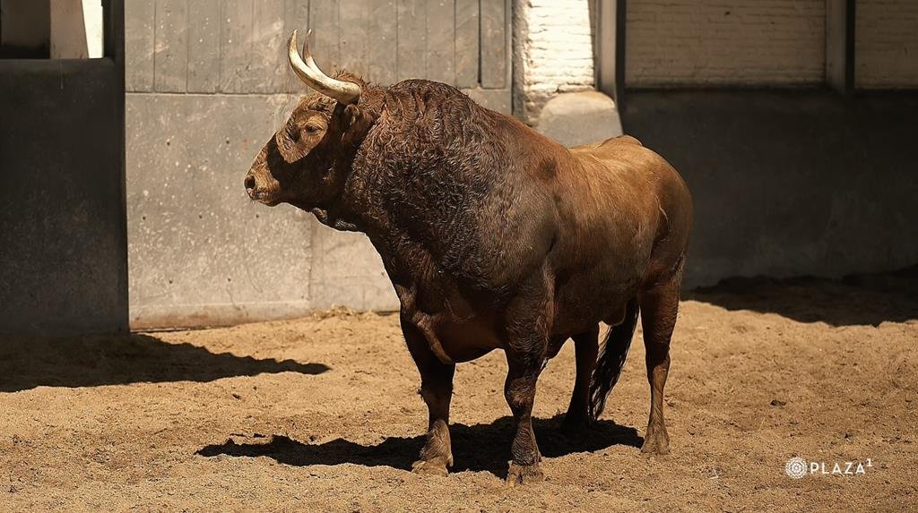 VIDEO de los toros de Pedraza de Yeltes para mañana jueves en Las Ventas