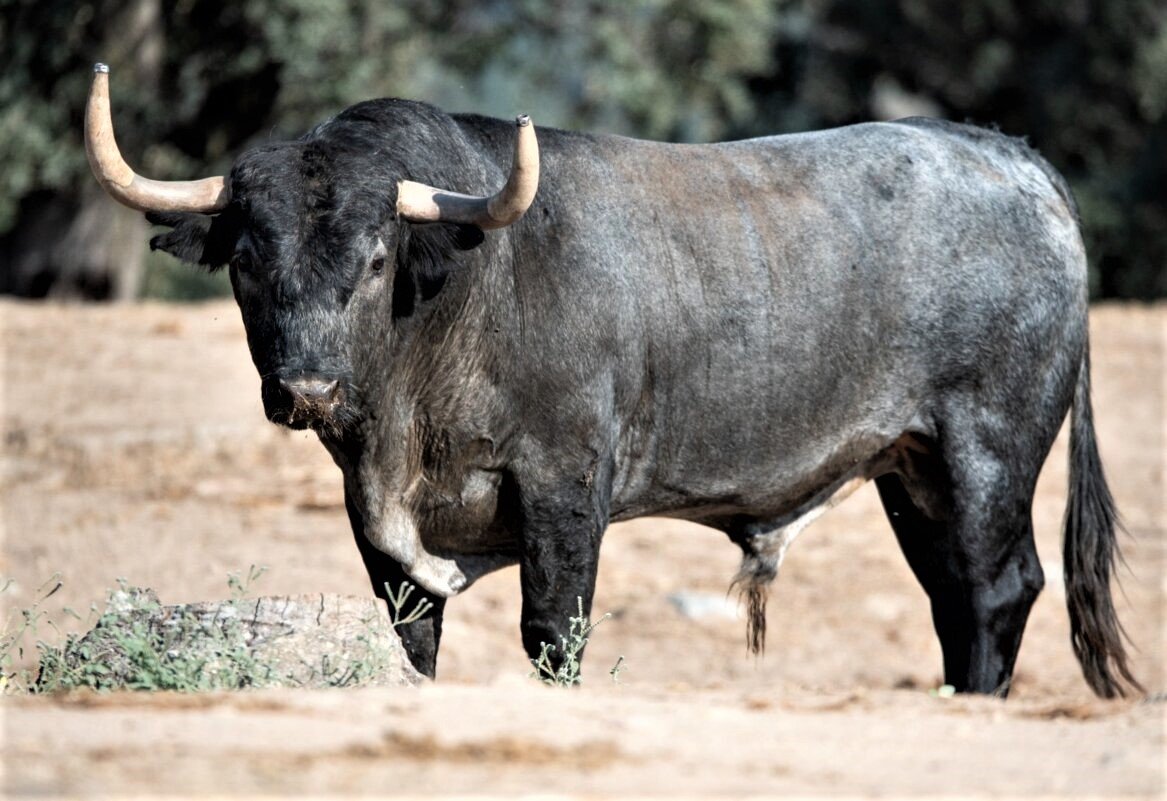 Tres festejos de máximo interés componen la feria taurina de Sotillo de la Adrada 2026