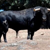 FOTOS de los novillos de Montealto para Villaseca de la Sagra