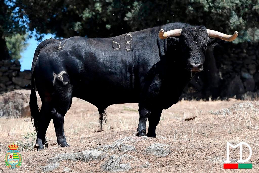 FOTOS de los novillos de Montealto para Villaseca de la Sagra