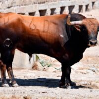 FOTOS de los novillos de Conde de Mayalde para Villaseca de la Sagra