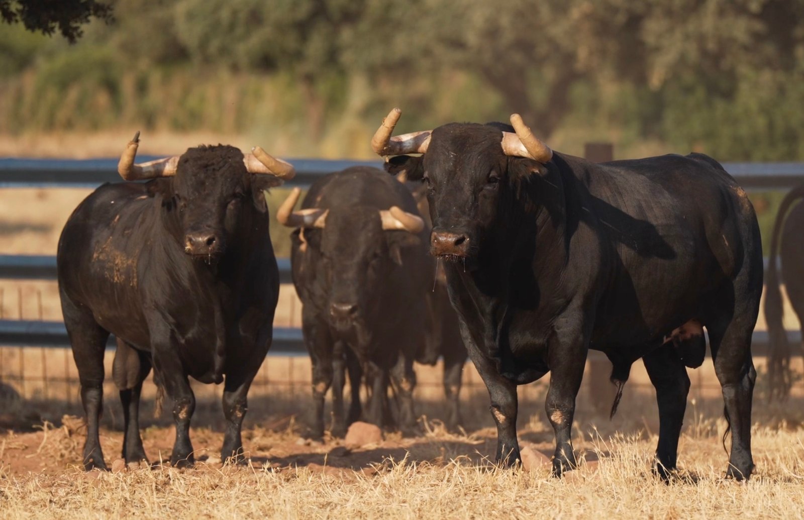 Remate y seriedad en los toros de Arauz de Robles para la despedida de Víctor Puerto de Ciudad Real y el gran momento de Luque y Navalón