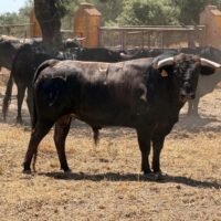 Imágenes de los novillos de Cebada Gago y Chamaco para la Feria Taurina de Los Molinos 2026