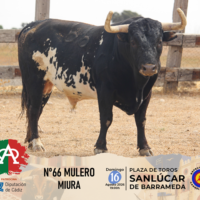 FOTOS y VIDEO de los toros de Miura para la Magallánica de este domingo en Sanlúcar