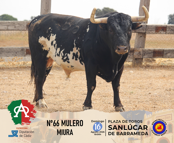 FOTOS y VIDEO de los toros de Miura para la Magallánica de este domingo en Sanlúcar