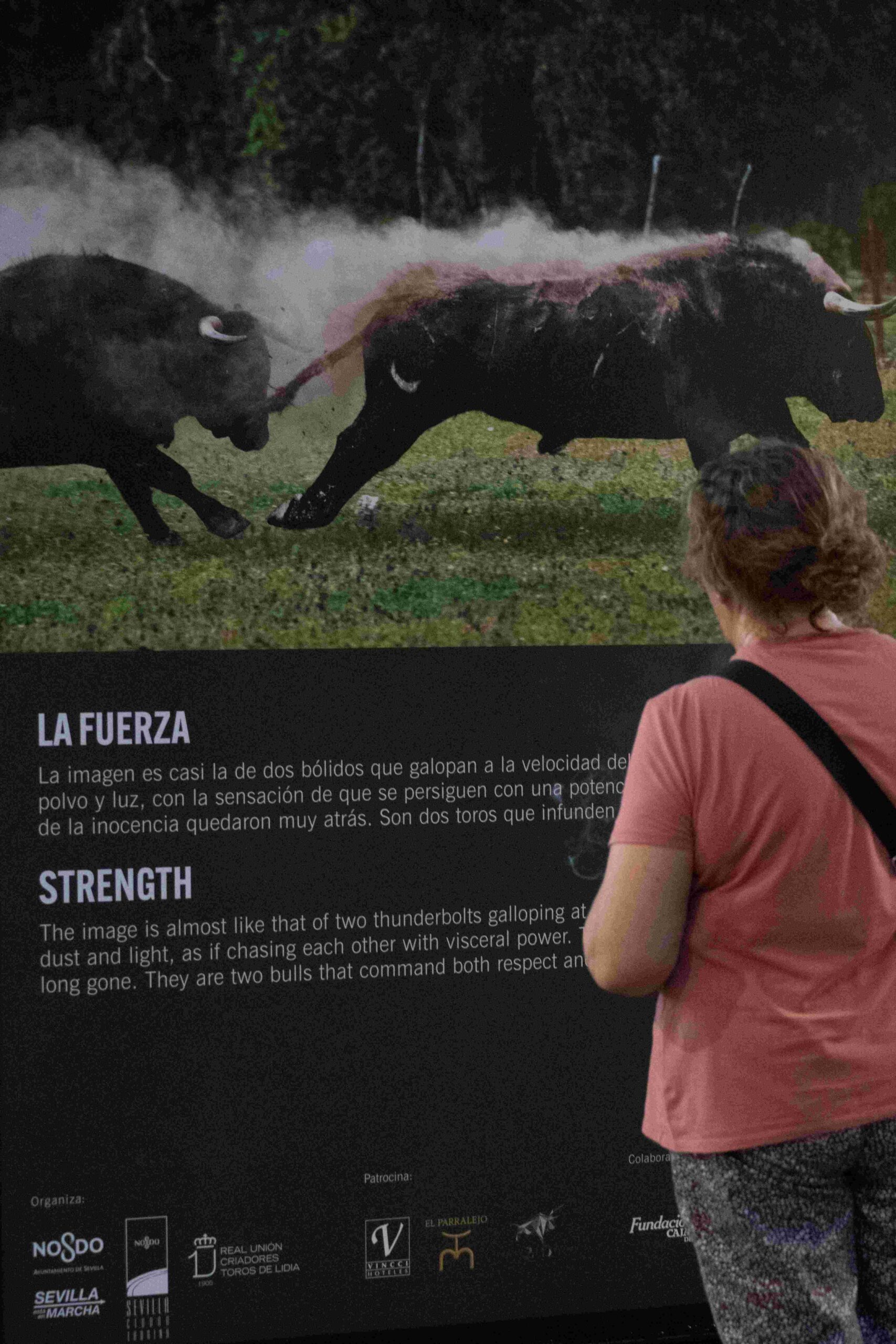 La exposición “Toro Bravo, el guardián de la biodiversidad” afronta sus últimos días en Sevilla