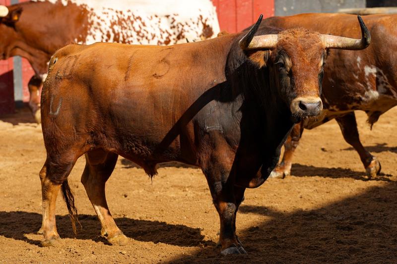 Fotos de los toros de Puerto de San Lorenzo – La Ventana del Puerto y orden de lidia para hoy en Sevilla