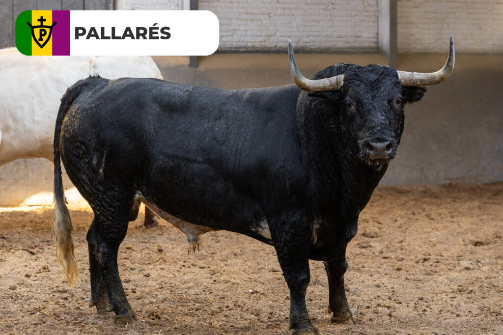 Los protagonistas de la corrida concurso de ganaderías, ya están en Las Ventas Los toros de , Saltillo, Partido de Resina que sustituye al anunciado hierro de Palha, Castillejo de Huebra, Conde de la Corte, Pallarés y Valdellán, máximos protagonistas de la corrida concurso de ganaderías de este domingo 27 de septiembre, ya se encuentran en los corrales de la plaza de toros. Esta misma mañana han sido desembarcados dejando espectaculares imágenes que recogemos en este vídeo producido por el Departamento de Comunicación de Plaza 1. Una cita, con la que se cerrará el mes de septiembre en Las Ventas, en la que están anunciados José Carlos Venegas, que sustituye al herido Cristian Pérez, Isaac Fonseca y Alejandro Chicharro. Trenzarán el paseíllo a las 18:00h.