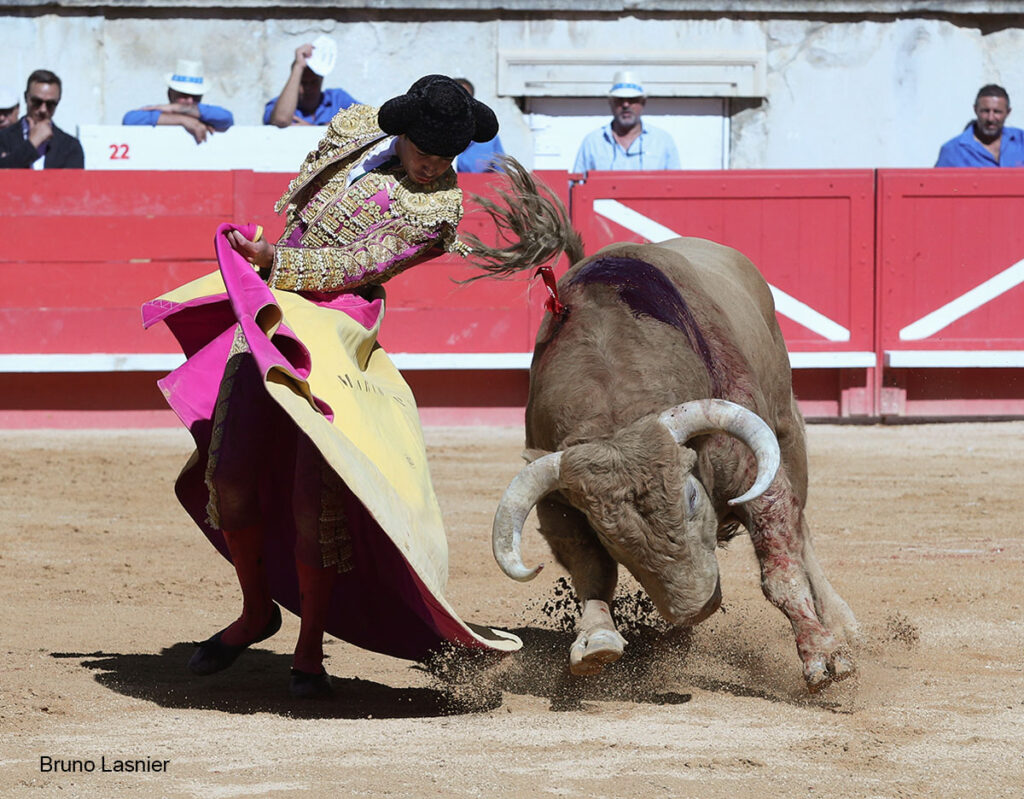 El Domingo de la vendimia de Nîmes : triunfo de Marco Pérez por la mañana y buena corrida de Fuente Ymbro por la tarde 5 El Domingo de la vendimia de Nîmes : triunfo de Marco Pérez por la mañana y buena corrida de Fuente Ymbro por la tarde Marco Pérez no contó con mucha colaboración por parte de sus toros. No obstante, triunfó. Gracias a varias buenas estocadas, variedad y una entrega absoluta ante el difícil reto de enfrentarse en solitario a seis toros.