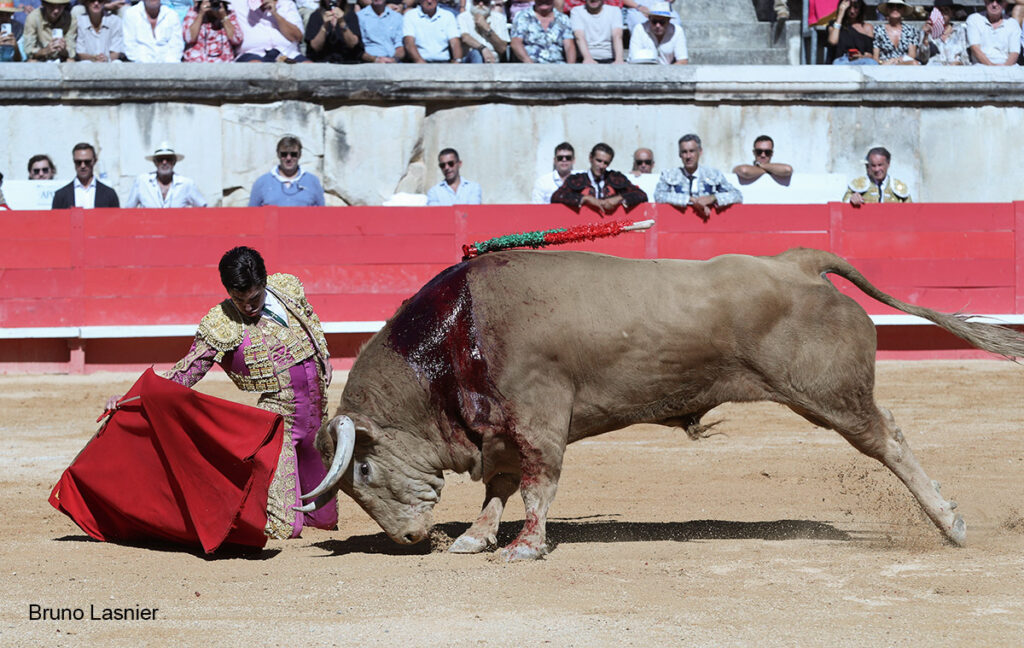 El Domingo de la vendimia de Nîmes : triunfo de Marco Pérez por la mañana y buena corrida de Fuente Ymbro por la tarde 6 El Domingo de la vendimia de Nîmes : triunfo de Marco Pérez por la mañana y buena corrida de Fuente Ymbro por la tarde Marco Pérez no contó con mucha colaboración por parte de sus toros. No obstante, triunfó. Gracias a varias buenas estocadas, variedad y una entrega absoluta ante el difícil reto de enfrentarse en solitario a seis toros.