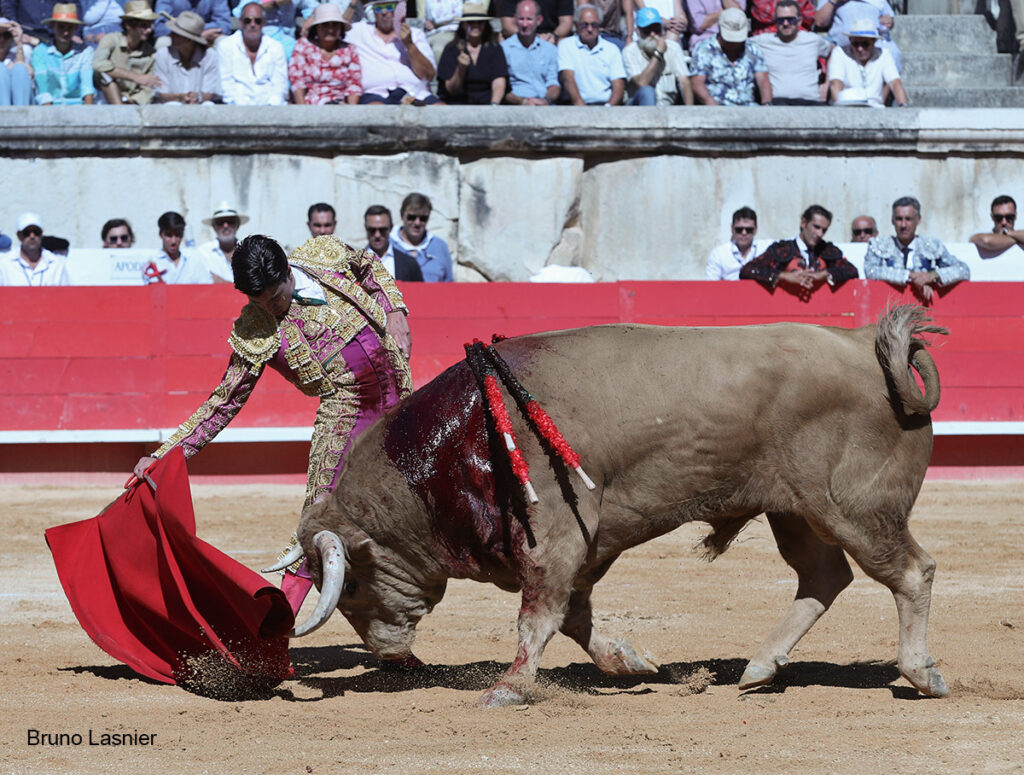 El Domingo de la vendimia de Nîmes : triunfo de Marco Pérez por la mañana y buena corrida de Fuente Ymbro por la tarde 7 El Domingo de la vendimia de Nîmes : triunfo de Marco Pérez por la mañana y buena corrida de Fuente Ymbro por la tarde Marco Pérez no contó con mucha colaboración por parte de sus toros. No obstante, triunfó. Gracias a varias buenas estocadas, variedad y una entrega absoluta ante el difícil reto de enfrentarse en solitario a seis toros.