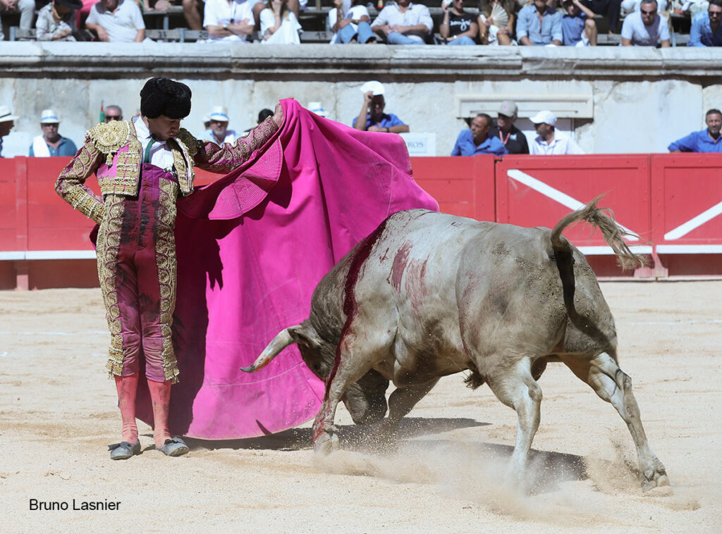 El Domingo de la vendimia de Nîmes : triunfo de Marco Pérez por la mañana y buena corrida de Fuente Ymbro por la tarde 8 El Domingo de la vendimia de Nîmes : triunfo de Marco Pérez por la mañana y buena corrida de Fuente Ymbro por la tarde Marco Pérez no contó con mucha colaboración por parte de sus toros. No obstante, triunfó. Gracias a varias buenas estocadas, variedad y una entrega absoluta ante el difícil reto de enfrentarse en solitario a seis toros.
