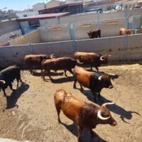 Sorteo de los de Pedraza de Yeltes para la 2ª del Alfarero de Oro 2026