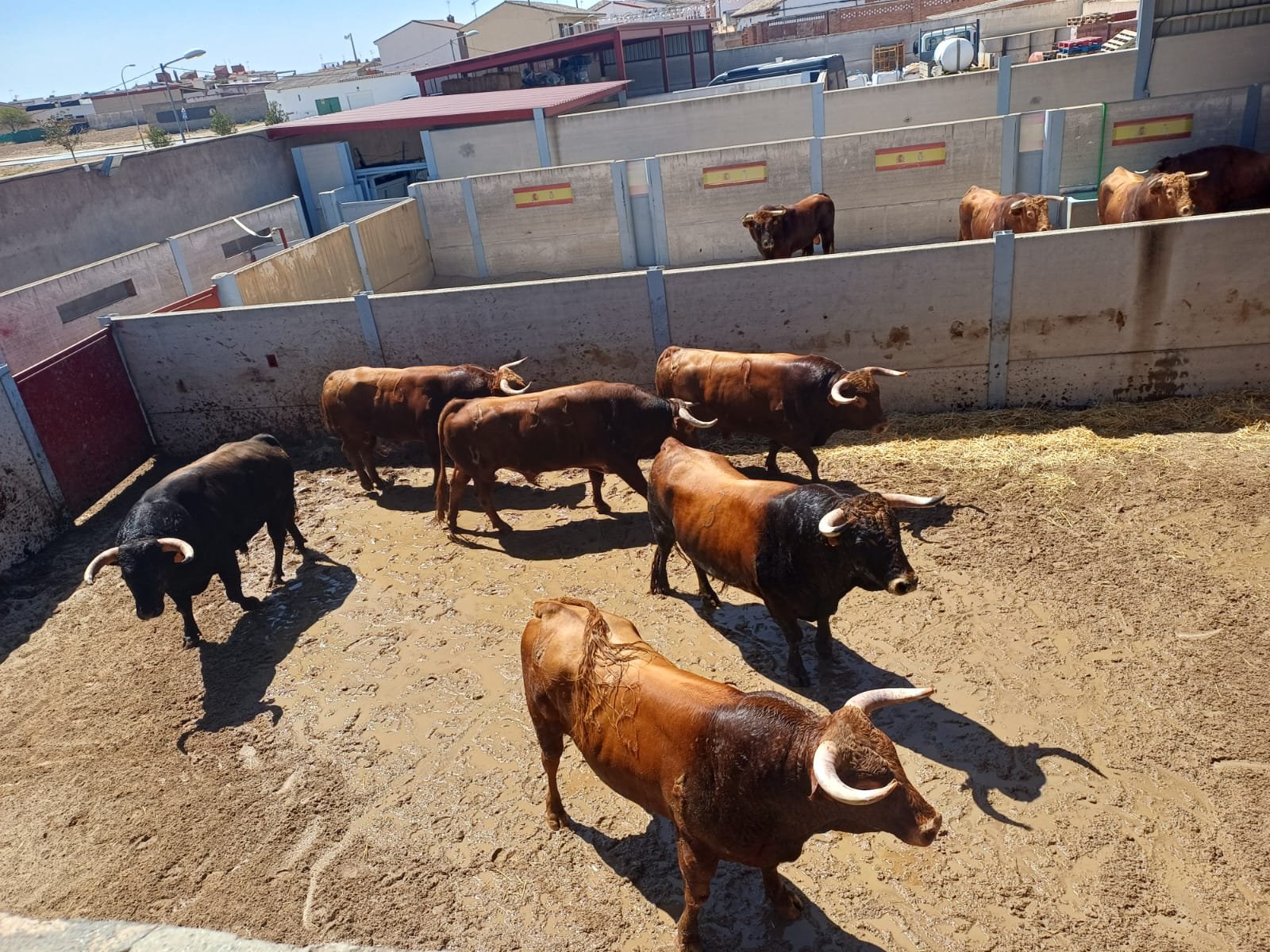 Sorteo de los de Pedraza de Yeltes para la 2ª del Alfarero de Oro 2026
