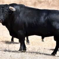 FOTOS de los de Cuadri para el Alfarero de Oro 2026