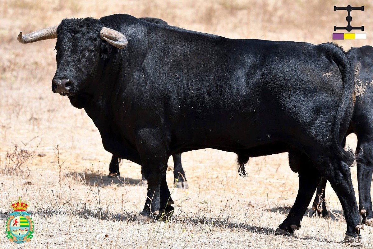 FOTOS de los de Cuadri para el Alfarero de Oro 2026