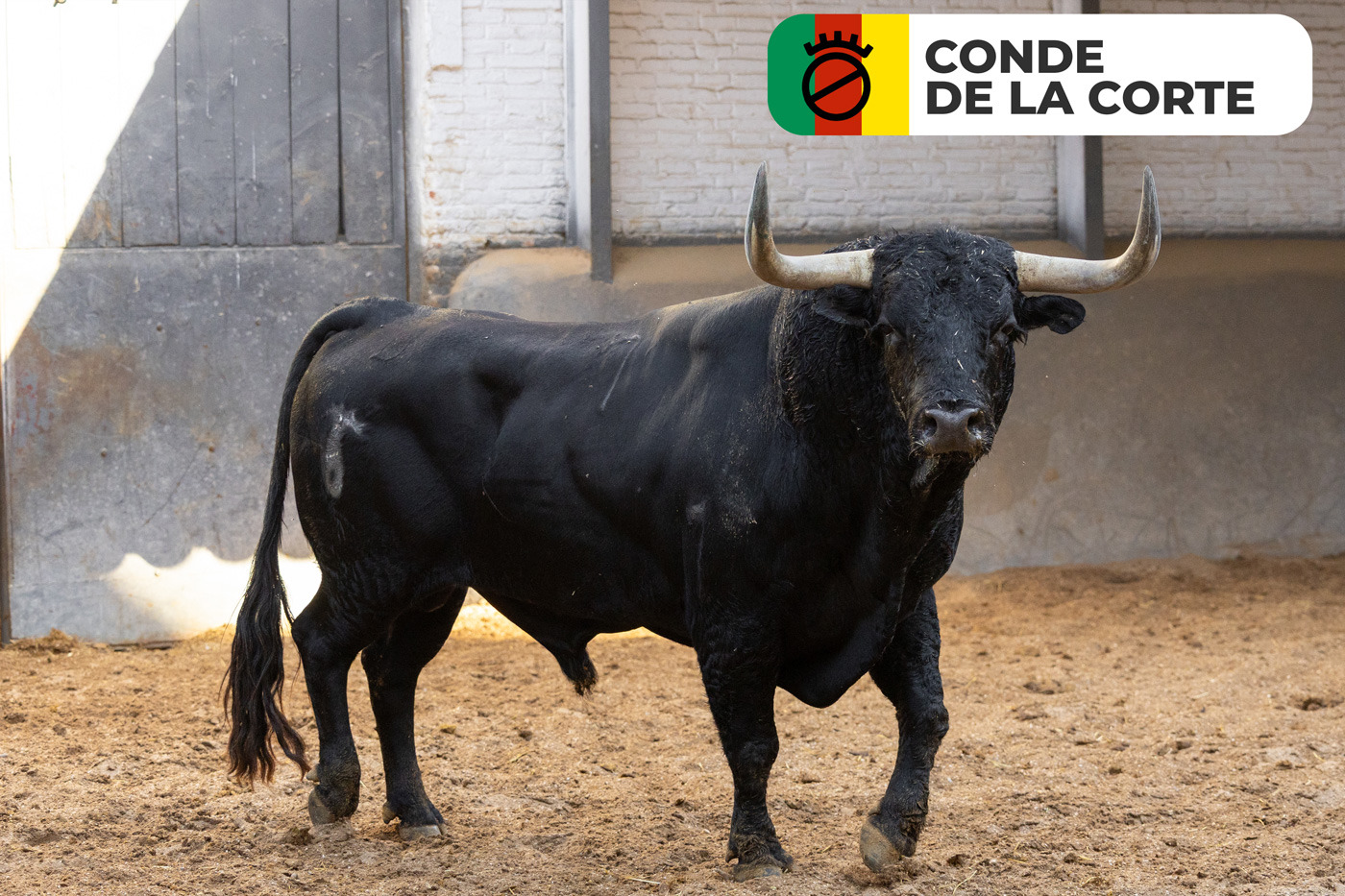 Los protagonistas de la corrida concurso de ganaderías, ya están en Las Ventas