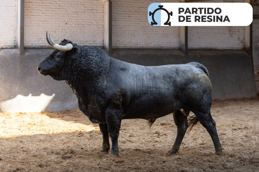 Los protagonistas de la corrida concurso de ganaderías, ya están en Las Ventas Los toros de , Saltillo, Partido de Resina que sustituye al anunciado hierro de Palha, Castillejo de Huebra, Conde de la Corte, Pallarés y Valdellán, máximos protagonistas de la corrida concurso de ganaderías de este domingo 27 de septiembre, ya se encuentran en los corrales de la plaza de toros. Esta misma mañana han sido desembarcados dejando espectaculares imágenes que recogemos en este vídeo producido por el Departamento de Comunicación de Plaza 1. Una cita, con la que se cerrará el mes de septiembre en Las Ventas, en la que están anunciados José Carlos Venegas, que sustituye al herido Cristian Pérez, Isaac Fonseca y Alejandro Chicharro. Trenzarán el paseíllo a las 18:00h.