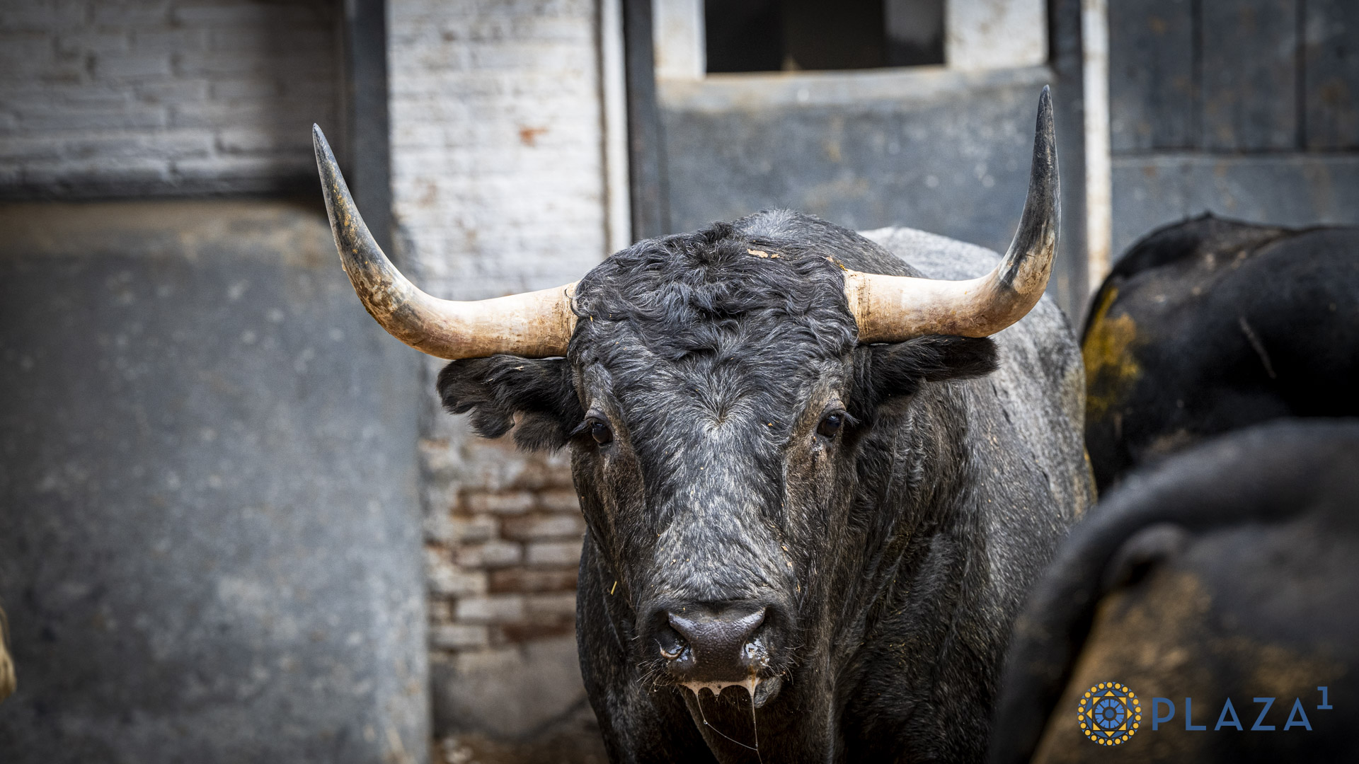 ‘Cazarrata’, de Saltillo, abre la corrida concurso de ganaderías en Las Ventas