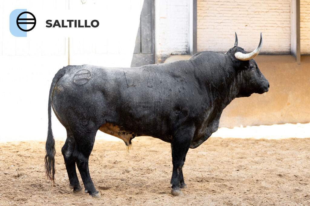 Los protagonistas de la corrida concurso de ganaderías, ya están en Las Ventas Los toros de , Saltillo, Partido de Resina que sustituye al anunciado hierro de Palha, Castillejo de Huebra, Conde de la Corte, Pallarés y Valdellán, máximos protagonistas de la corrida concurso de ganaderías de este domingo 27 de septiembre, ya se encuentran en los corrales de la plaza de toros. Esta misma mañana han sido desembarcados dejando espectaculares imágenes que recogemos en este vídeo producido por el Departamento de Comunicación de Plaza 1. Una cita, con la que se cerrará el mes de septiembre en Las Ventas, en la que están anunciados José Carlos Venegas, que sustituye al herido Cristian Pérez, Isaac Fonseca y Alejandro Chicharro. Trenzarán el paseíllo a las 18:00h.