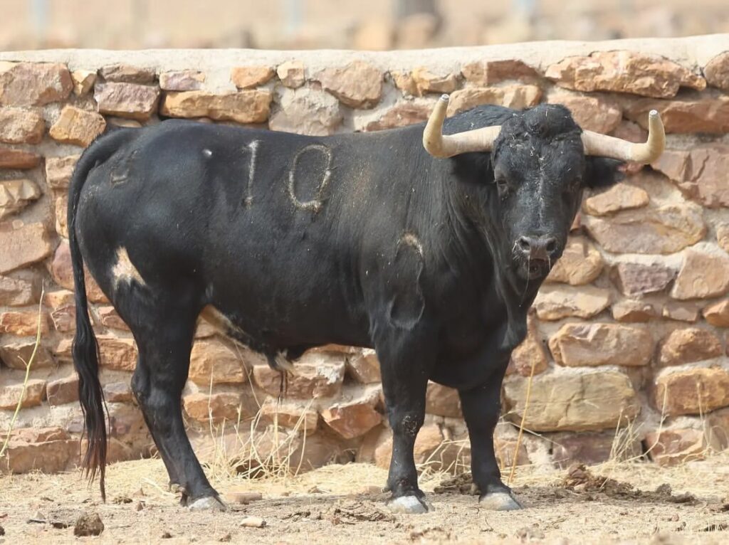 Novillos de El Montecillo para el Zapato de Oro de Arnedo 1 Novillos de El Montecillo para el Zapato de Oro de Arnedo Así son los novillos reseñados de la ganadería El Montecillo para Nacho Torrejón, Jorge Hurtado y Samuel Castrejón que lidiarán elpróximo 2 de Octubre en el LI Zapato de Oro de Arnedo
