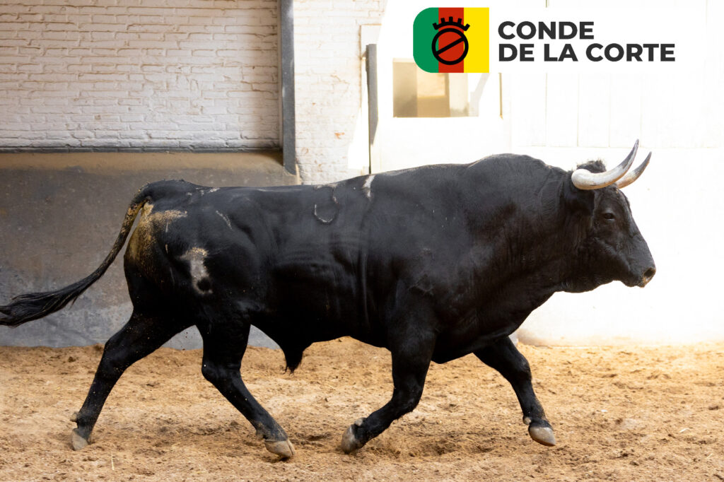 Los protagonistas de la corrida concurso de ganaderías, ya están en Las Ventas Los toros de , Saltillo, Partido de Resina que sustituye al anunciado hierro de Palha, Castillejo de Huebra, Conde de la Corte, Pallarés y Valdellán, máximos protagonistas de la corrida concurso de ganaderías de este domingo 27 de septiembre, ya se encuentran en los corrales de la plaza de toros. Esta misma mañana han sido desembarcados dejando espectaculares imágenes que recogemos en este vídeo producido por el Departamento de Comunicación de Plaza 1. Una cita, con la que se cerrará el mes de septiembre en Las Ventas, en la que están anunciados José Carlos Venegas, que sustituye al herido Cristian Pérez, Isaac Fonseca y Alejandro Chicharro. Trenzarán el paseíllo a las 18:00h.