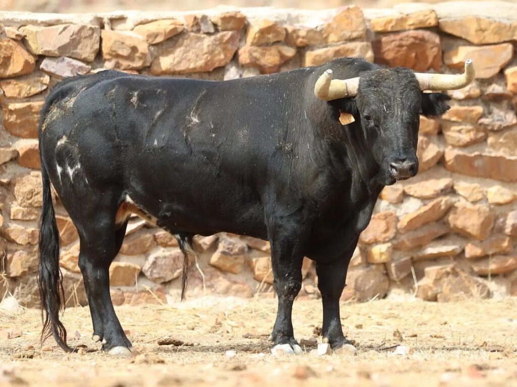 Novillos de El Montecillo para el Zapato de Oro de Arnedo 3 Novillos de El Montecillo para el Zapato de Oro de Arnedo Así son los novillos reseñados de la ganadería El Montecillo para Nacho Torrejón, Jorge Hurtado y Samuel Castrejón que lidiarán elpróximo 2 de Octubre en el LI Zapato de Oro de Arnedo