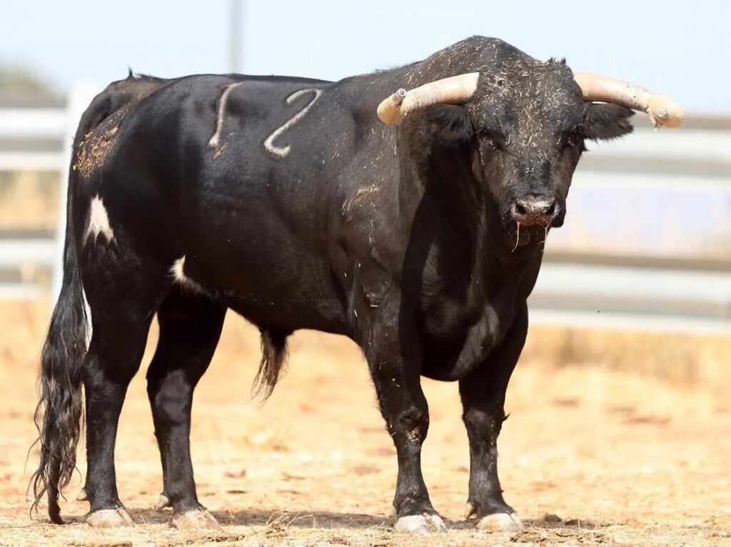 Novillos de El Montecillo para el Zapato de Oro de Arnedo 4 Novillos de El Montecillo para el Zapato de Oro de Arnedo Así son los novillos reseñados de la ganadería El Montecillo para Nacho Torrejón, Jorge Hurtado y Samuel Castrejón que lidiarán elpróximo 2 de Octubre en el LI Zapato de Oro de Arnedo