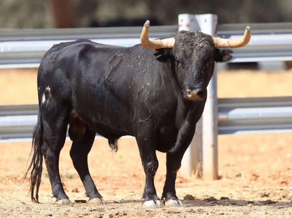 Novillos de El Montecillo para el Zapato de Oro de Arnedo 5 Novillos de El Montecillo para el Zapato de Oro de Arnedo Así son los novillos reseñados de la ganadería El Montecillo para Nacho Torrejón, Jorge Hurtado y Samuel Castrejón que lidiarán elpróximo 2 de Octubre en el LI Zapato de Oro de Arnedo