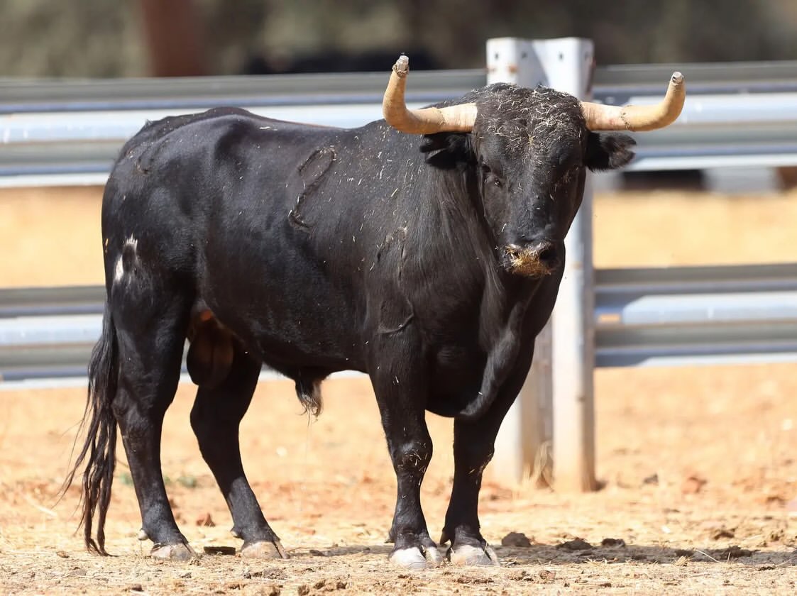 Novillos de El Montecillo para el Zapato de Oro de Arnedo