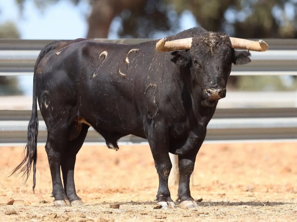 Novillos de El Montecillo para el Zapato de Oro de Arnedo 6 Novillos de El Montecillo para el Zapato de Oro de Arnedo Así son los novillos reseñados de la ganadería El Montecillo para Nacho Torrejón, Jorge Hurtado y Samuel Castrejón que lidiarán elpróximo 2 de Octubre en el LI Zapato de Oro de Arnedo