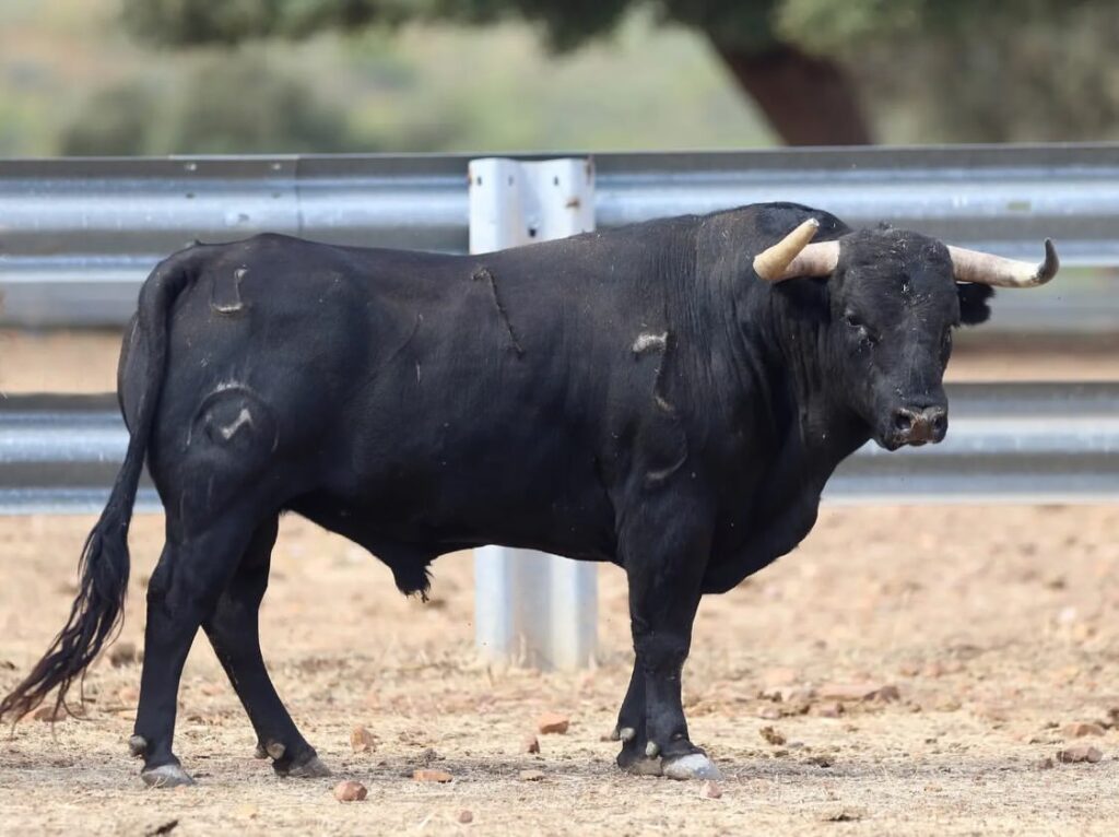 Novillos de El Montecillo para el Zapato de Oro de Arnedo 7 Novillos de El Montecillo para el Zapato de Oro de Arnedo Así son los novillos reseñados de la ganadería El Montecillo para Nacho Torrejón, Jorge Hurtado y Samuel Castrejón que lidiarán elpróximo 2 de Octubre en el LI Zapato de Oro de Arnedo