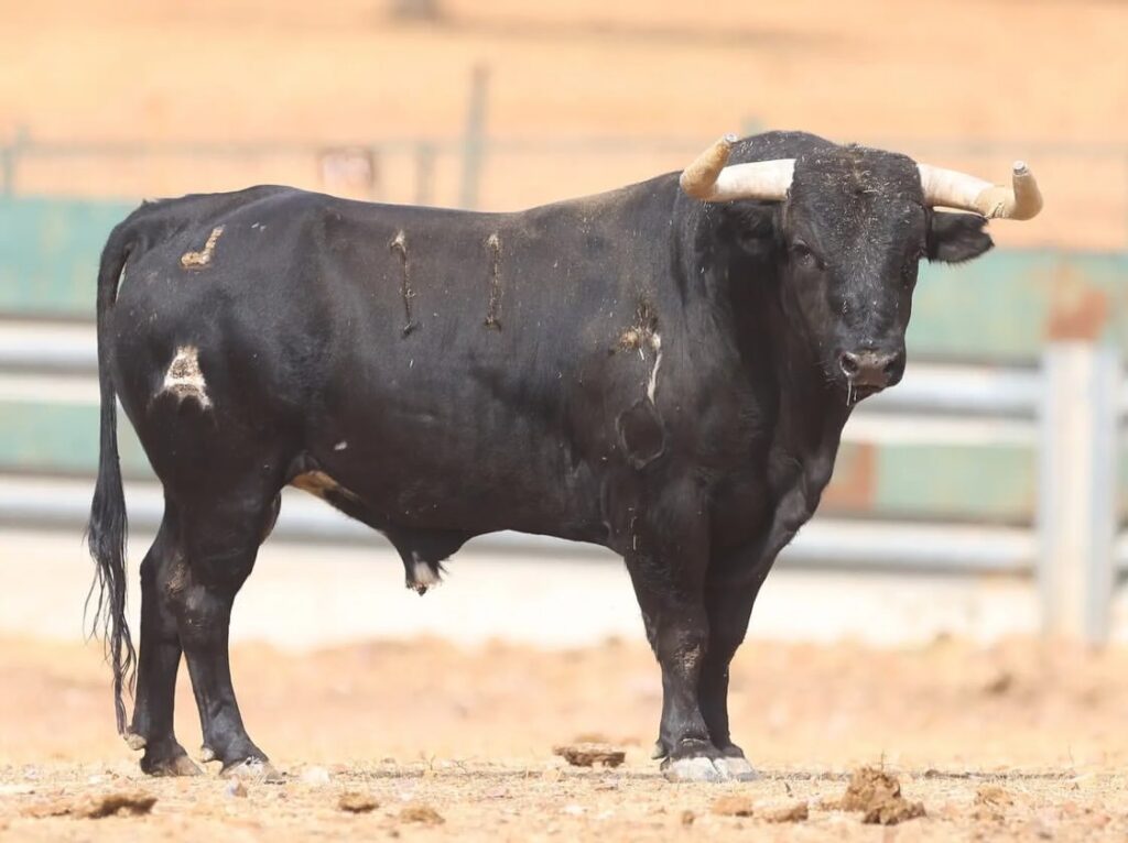 Novillos de El Montecillo para el Zapato de Oro de Arnedo 8 Novillos de El Montecillo para el Zapato de Oro de Arnedo Así son los novillos reseñados de la ganadería El Montecillo para Nacho Torrejón, Jorge Hurtado y Samuel Castrejón que lidiarán elpróximo 2 de Octubre en el LI Zapato de Oro de Arnedo