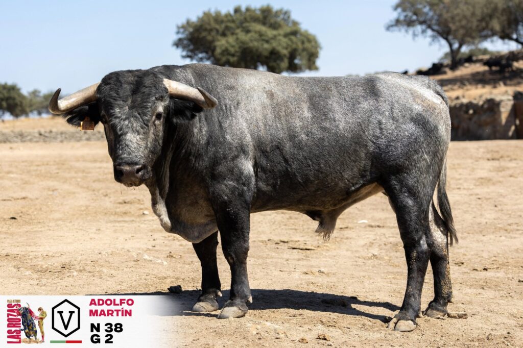 Adolfo Martín cierra la Feria de San Miguel de Las Rozas con Escribano, Gómez del Pilar y Garrido La Feria de San Miguel vivirá una jornada de máxima expectacion este domingo 4 de octubre a las 18:00h organizada por la empresa Toro Sierra y con los toros del hierro cacereño de Adolfo Martín. En el cartel están anunciados los toreros Manuel Escribano, Gómez del Pilar y José Garrido.