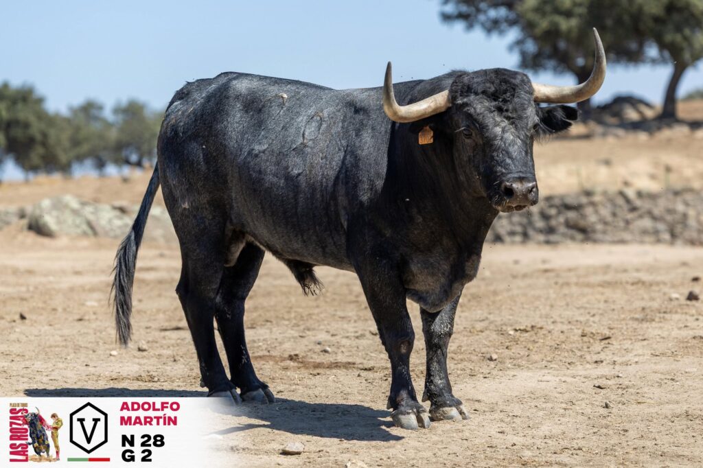 Adolfo Martín cierra la Feria de San Miguel de Las Rozas con Escribano, Gómez del Pilar y Garrido La Feria de San Miguel vivirá una jornada de máxima expectacion este domingo 4 de octubre a las 18:00h organizada por la empresa Toro Sierra y con los toros del hierro cacereño de Adolfo Martín. En el cartel están anunciados los toreros Manuel Escribano, Gómez del Pilar y José Garrido.