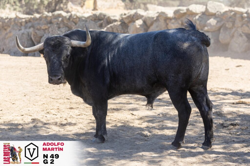 Adolfo Martín cierra la Feria de San Miguel de Las Rozas con Escribano, Gómez del Pilar y Garrido La Feria de San Miguel vivirá una jornada de máxima expectacion este domingo 4 de octubre a las 18:00h organizada por la empresa Toro Sierra y con los toros del hierro cacereño de Adolfo Martín. En el cartel están anunciados los toreros Manuel Escribano, Gómez del Pilar y José Garrido.