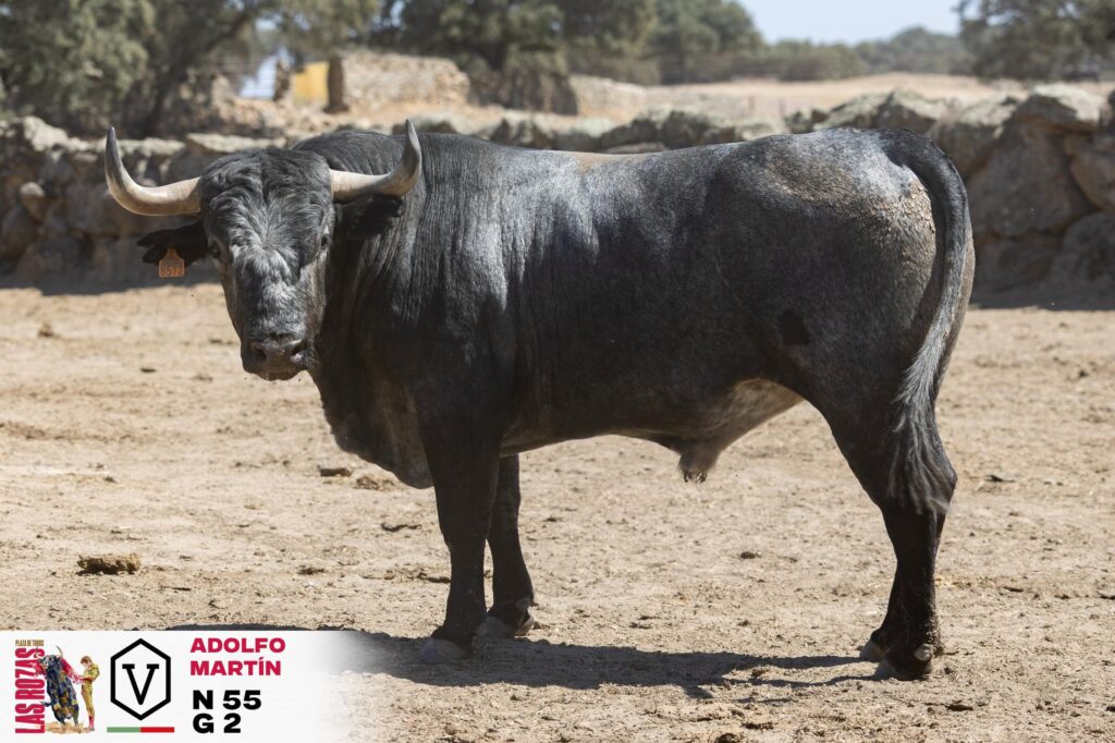 Adolfo Martín cierra la Feria de San Miguel de Las Rozas con Escribano, Gómez del Pilar y Garrido La Feria de San Miguel vivirá una jornada de máxima expectacion este domingo 4 de octubre a las 18:00h organizada por la empresa Toro Sierra y con los toros del hierro cacereño de Adolfo Martín. En el cartel están anunciados los toreros Manuel Escribano, Gómez del Pilar y José Garrido.