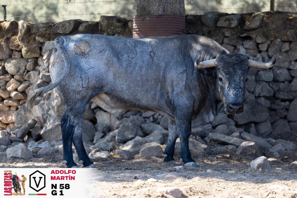 Adolfo Martín cierra la Feria de San Miguel de Las Rozas con Escribano, Gómez del Pilar y Garrido La Feria de San Miguel vivirá una jornada de máxima expectacion este domingo 4 de octubre a las 18:00h organizada por la empresa Toro Sierra y con los toros del hierro cacereño de Adolfo Martín. En el cartel están anunciados los toreros Manuel Escribano, Gómez del Pilar y José Garrido.