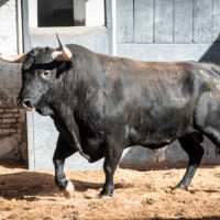 ‘Jabasolo’, de Guadajira, abre el primer festejo de septiembre