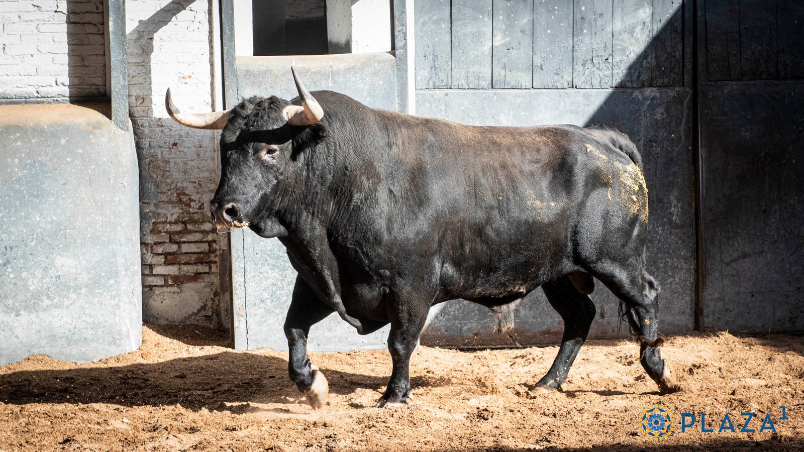 ‘Jabasolo’, de Guadajira, abre el primer festejo de septiembre