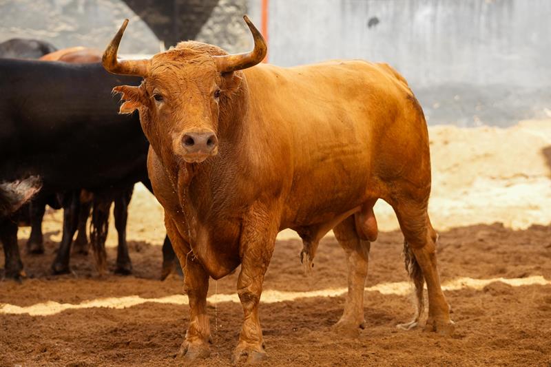 Fotos de los toros de Jandilla y orden de lidia para Sevilla