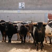Sorteo y orden de lidia de los de Alcurrucén para la quinta novillada del Alfarero de Oro 2026