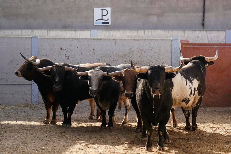 Sorteo y orden de lidia de los de Alcurrucén para la quinta novillada del Alfarero de Oro 2026