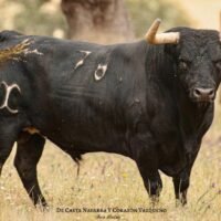 Los toros de Dias Coutinho para Sotillo de la Adrada