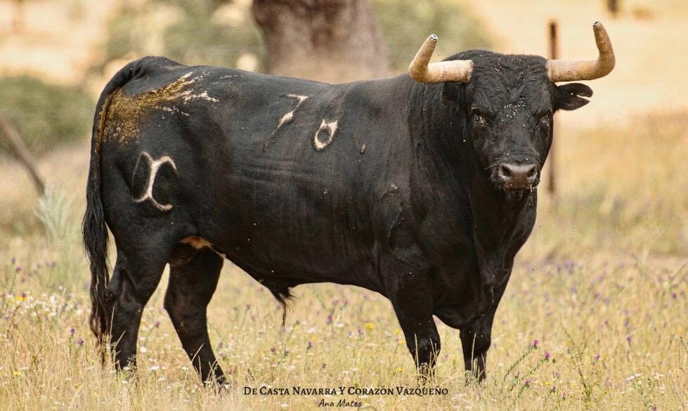 Los toros de Dias Coutinho para Sotillo de la Adrada