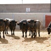 Sorteados los de José Escolar para la sexta del Alfarero de Oro 2026