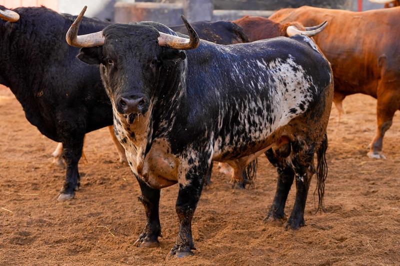 Orden de lidia de los toros de Garcigrande para hoy en Sevilla