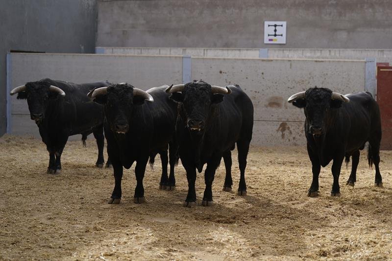 Video del sorte de los novillos de Cuadri para la última novillada del Alfarero de Oro 2026